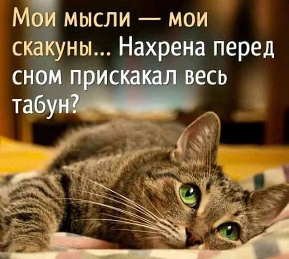Мысли про животных. Спокойной ночи цитаты смешные. Умные мысли кота. Мысли кота прикольные. Мудрые мысли кота.