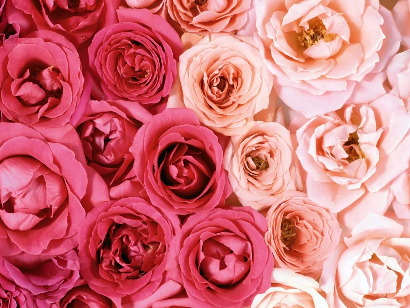 Розовые цветы. Цветочный фон. Розовые розы. Розы фон. Обои розочки