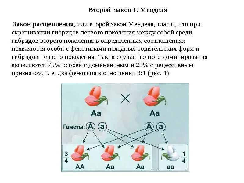 Гибриды второго поколения. Второй закон Менделя правило расщепления гибридов f2. Мендель в селекции. Законы Менделя 1 2 3. II закон г. Менделя.