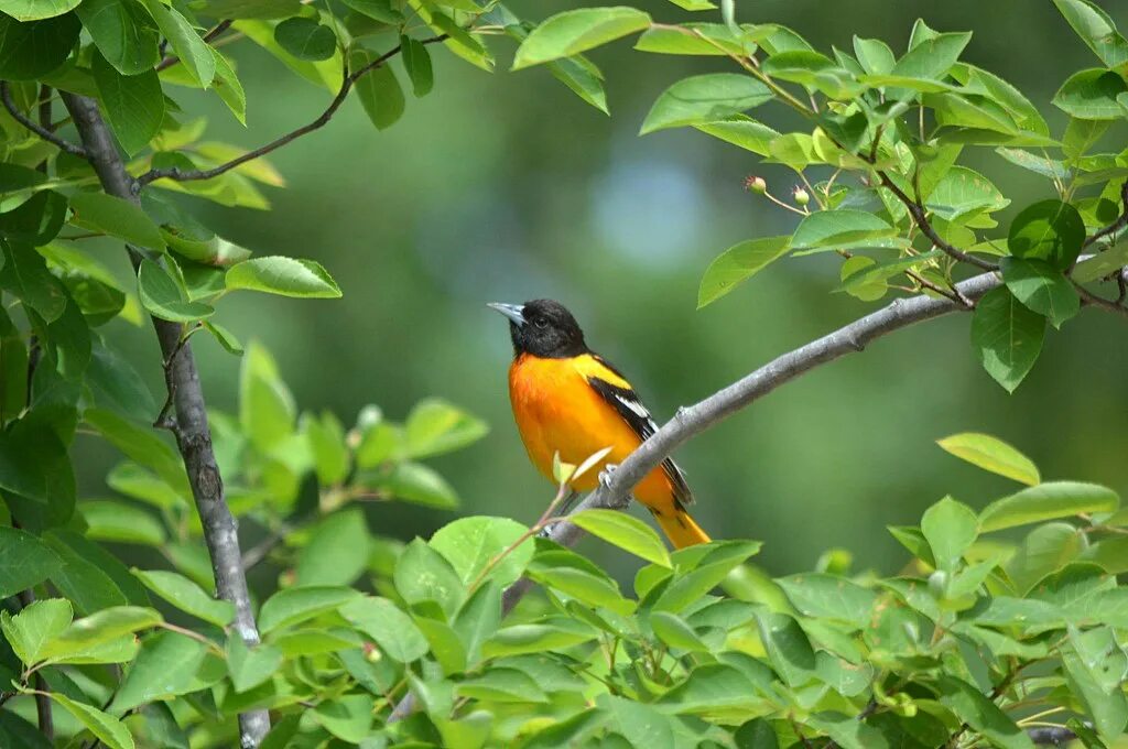 Птицы дерево начинающему. Балтиморская Иволга. Птицы на дереве. Лето июнь птицы. Национальная птица Мэриленда.