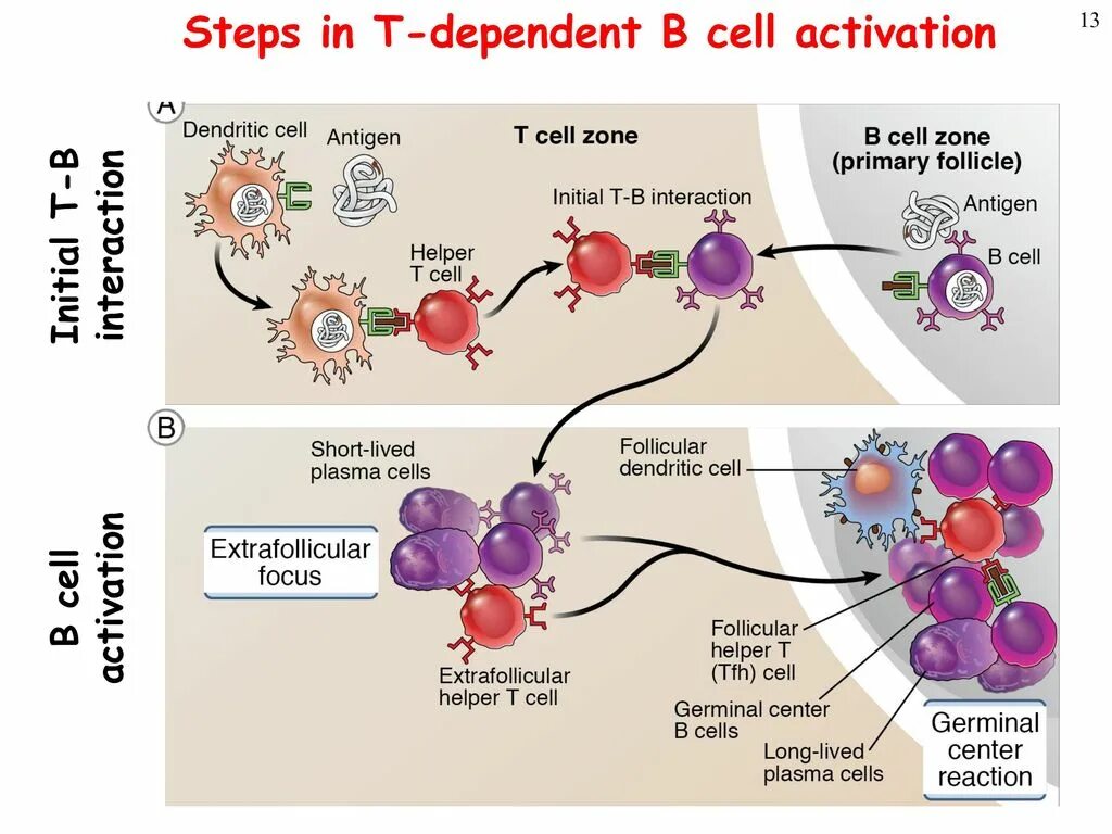 Step cell. B cell activation. t dependent b cell activation. b and t cells. dendritic cell and t-cell.