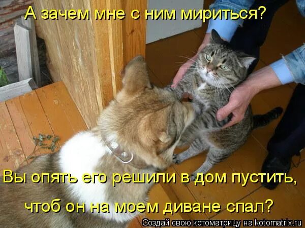 Надо мириться. Примирение" кот. Котики помирились. Котик давай мириться. Сдурели совсем.