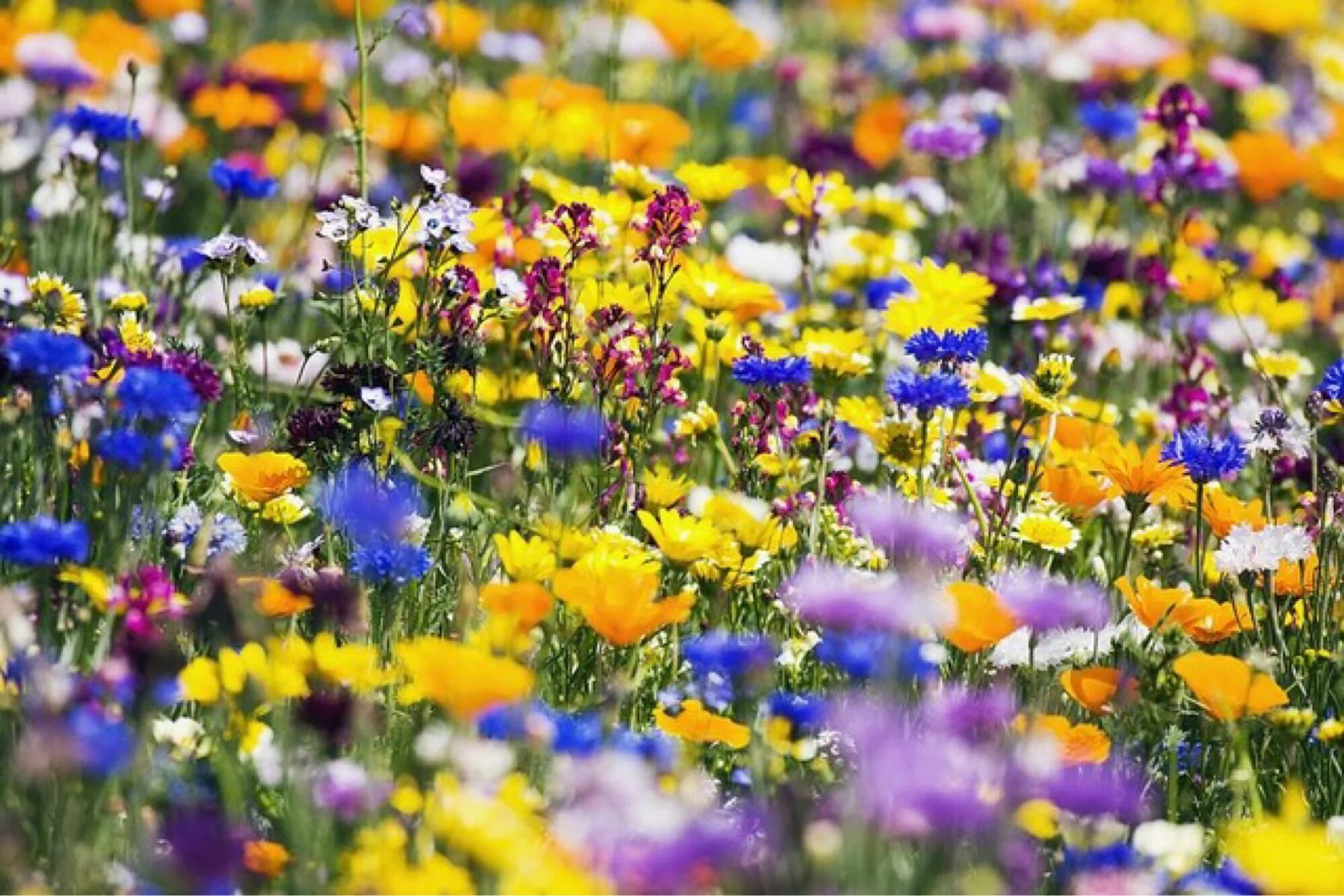 Цветного лето. Green Meadow Цветущий мавританский газон. Мавританский газон Альпийский луг. Цветы разноцветки полевые. Летние полевые цветы.