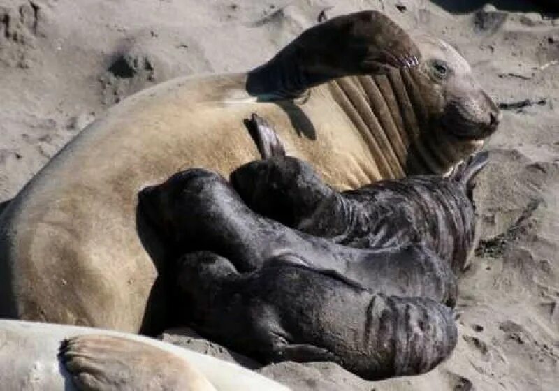 Сколько вынашивает лошадь. Детеныш моржа. Детёныши морских млекопитающих. Млекопитающие вскармливают детенышей. Млекопитающие выкармливают молоком.
