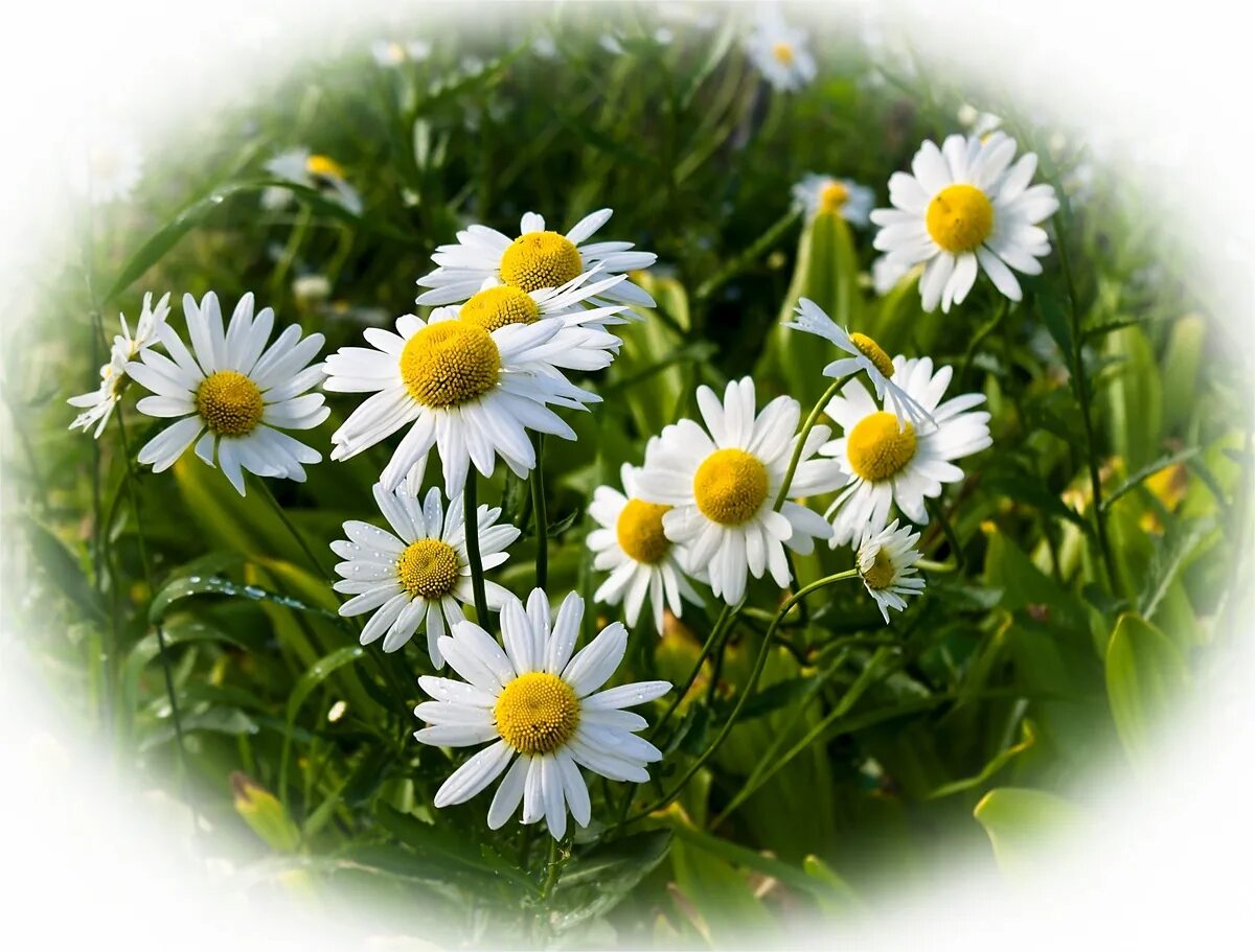 ромашка 8 июля. цветок символ дня любви и верности. ромашка день семьи. ромашка цветы.