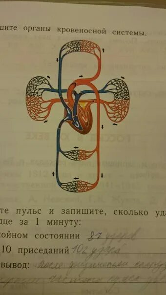 Контрольная работа кровеносная система ответами. Контрольная работа кровеносная система ответами