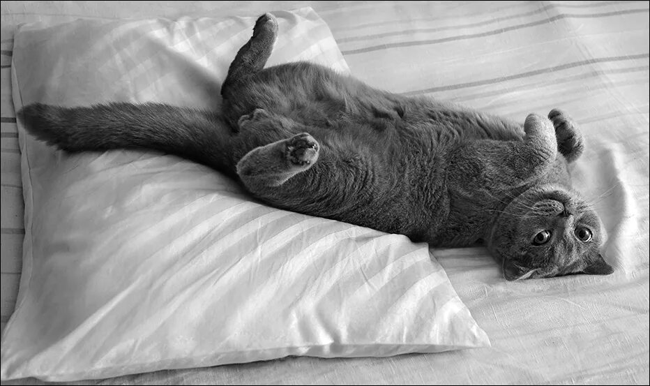 Картинка лежу на кровати. Кот в кровати. Кошка лежит на подушке.