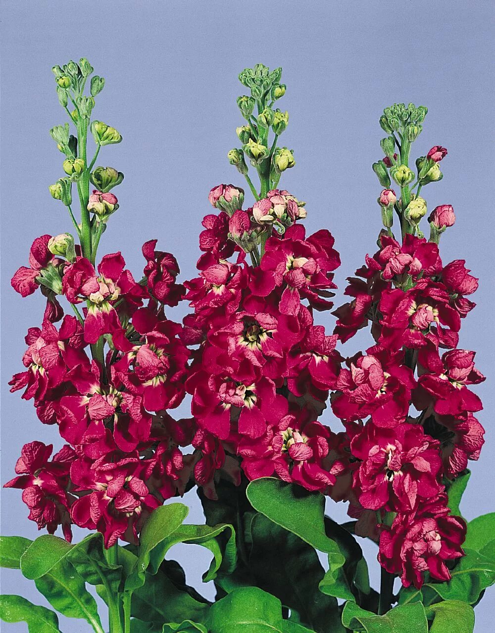 Цветы маттиола посадка. Маттиола левкой. маттиола левкой букетная. левкой (matthiola). маттиола левкой цветы.