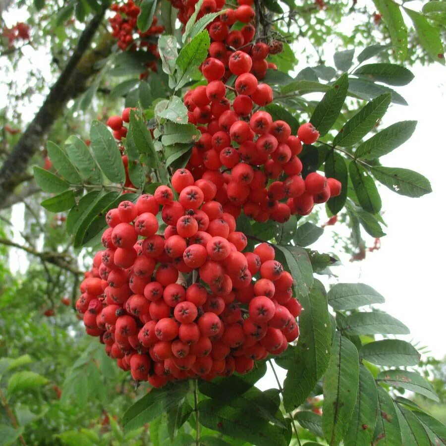 Рябина обыкновенная купить. Рябина обыкновенная Sorbus aucuparia. Рябина обыкновенная Fastigiata. Рябина дуболистная. Рябина обыкновенная (Sorbus aucuparia l.).