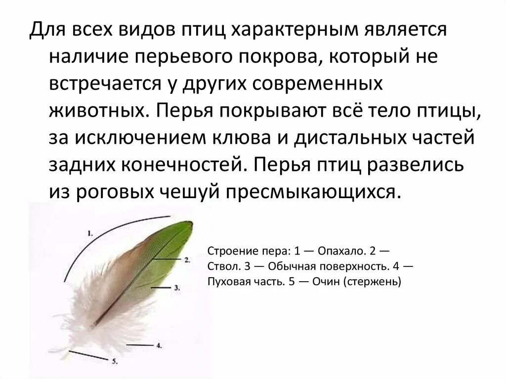 Перьевой покров птиц. Функции перьевого Покрова у птиц. Перьевой Покров птицы таблица. Виды перьевого Покрова у птиц. Функции перьевого Покрова.