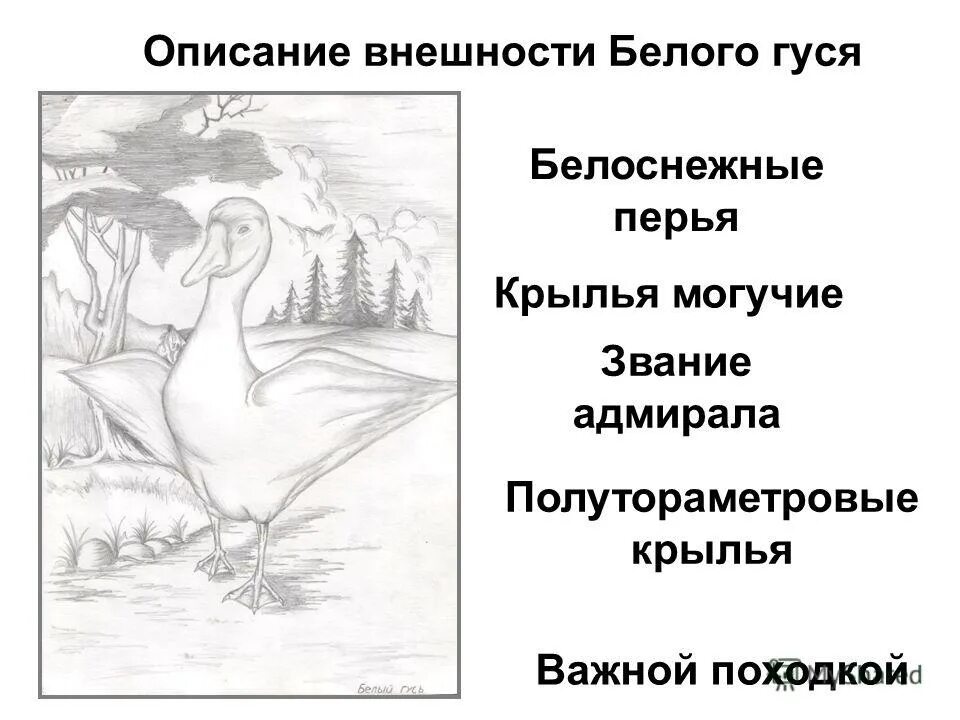 Рассказ носова гусь. Рассказ белый Гусь. Краткий пересказ белый Гусь. Иллюстрация к рассказу белый Гусь.