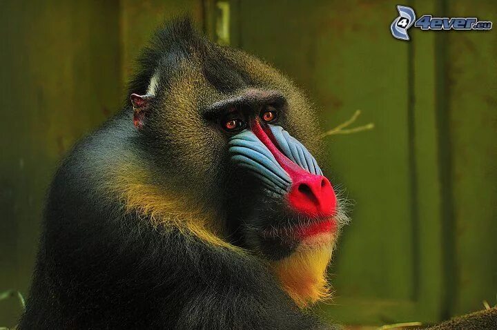 черный хохлатый павиан. черный хохлатый павиан. хохлатый павиан. черный хохлатый павиан. обезьяна хохлатый павиан.