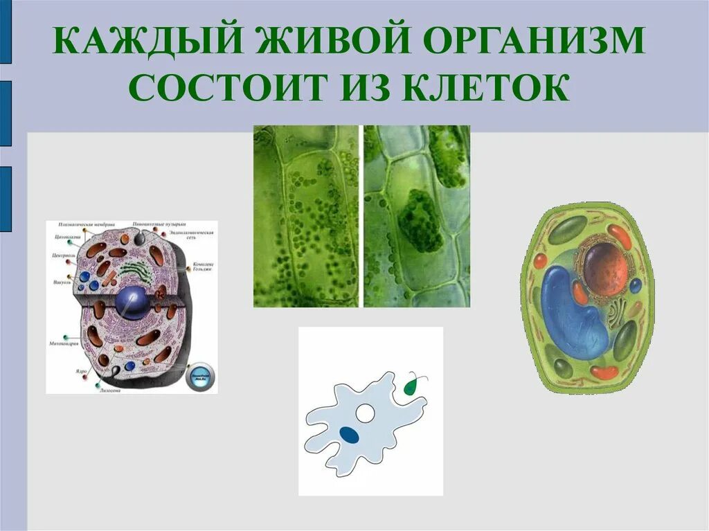 царство растений животных грибов бактерий вирусов. жизненные процессы клетки. внутреннее строение клетки. царства живой природы 5 класс биология. живой организм биология 8 класс.