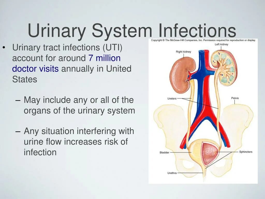 Urinary system. Urinary System components. Urinary System functions. Urinary tract infection presentation.