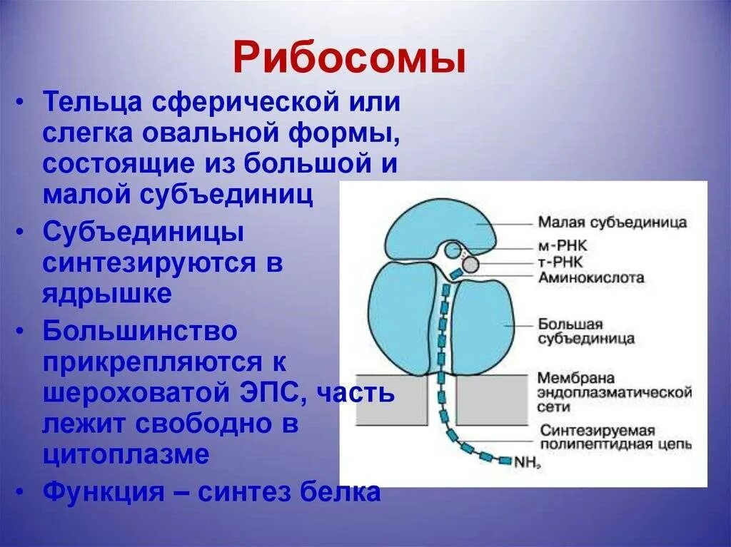 С какой структурой отвечающей за деление содержимого. Строение рибосомы эукариотической клетки. Функции малой субъединицы рибосомы. Строение малой субъединицы рибосомы. Структура клетки, образующая рибосомы..