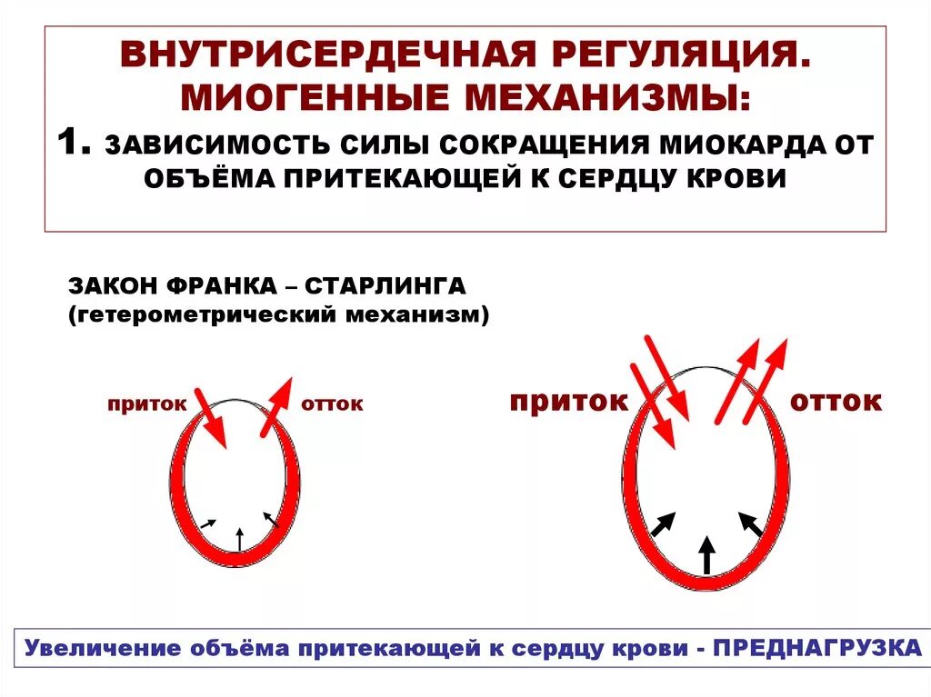 Миогенный механизм регуляции сердца. Внутрисердечные механизмы регуляции деятельности сердца.. миогенная регуляция деятельности сердца. внутрисердечные регуляторные механизмы физиология. механизмы регуляции деятельности сердца физиология.