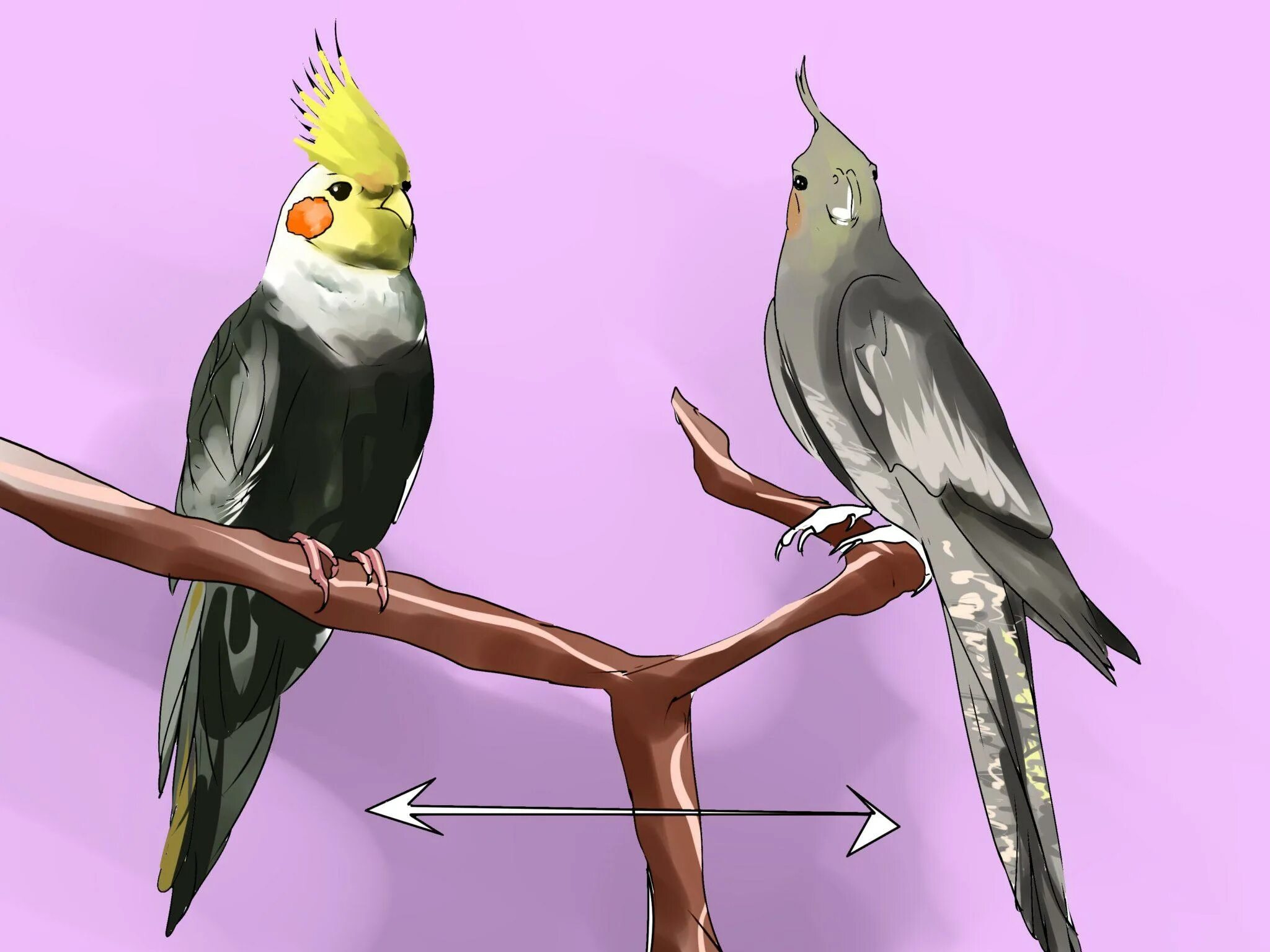 Как отличить корелл. Попугай корелла. Попугай корелла самка и самец. Попугай корелла отличие самки от самца. Попугай корелла самка от самца.