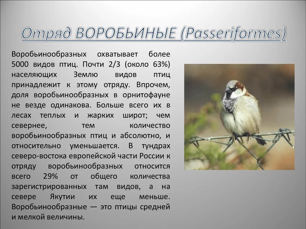 Какие птицы относятся к отряду воробьинообразные. Отряд воробьиные общая характеристика. птицы типа воробьиных. характеристика отряда воробьинообразных. отряд воробьинообразные описание.