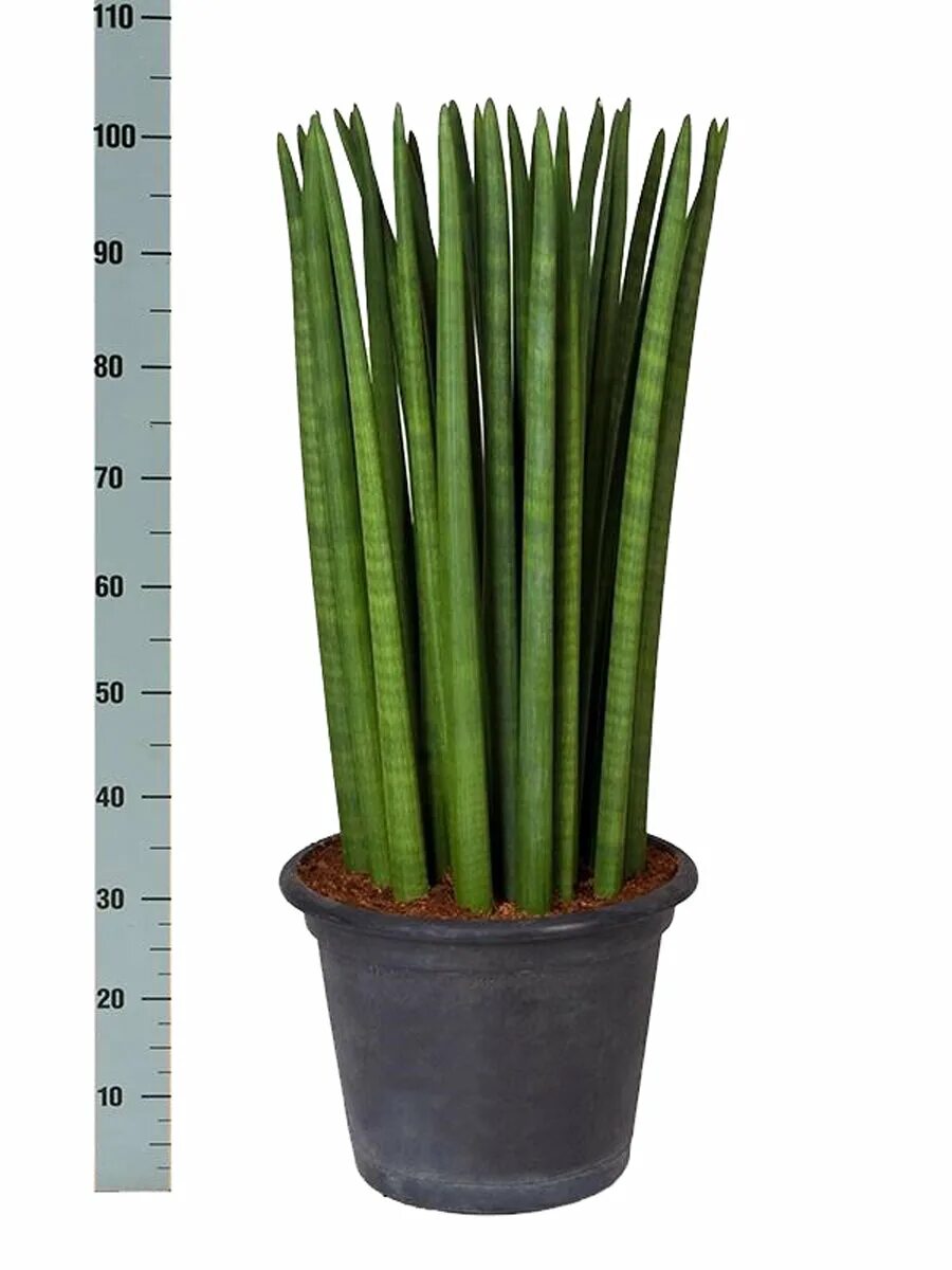 сансевиерия цилиндрика цилиндрическая. сансевиерия цилиндрика твист. суккулент сансевиерия. сансевиерия цилиндрика тауэр. сансевьера цилиндрическая щучий хвост.