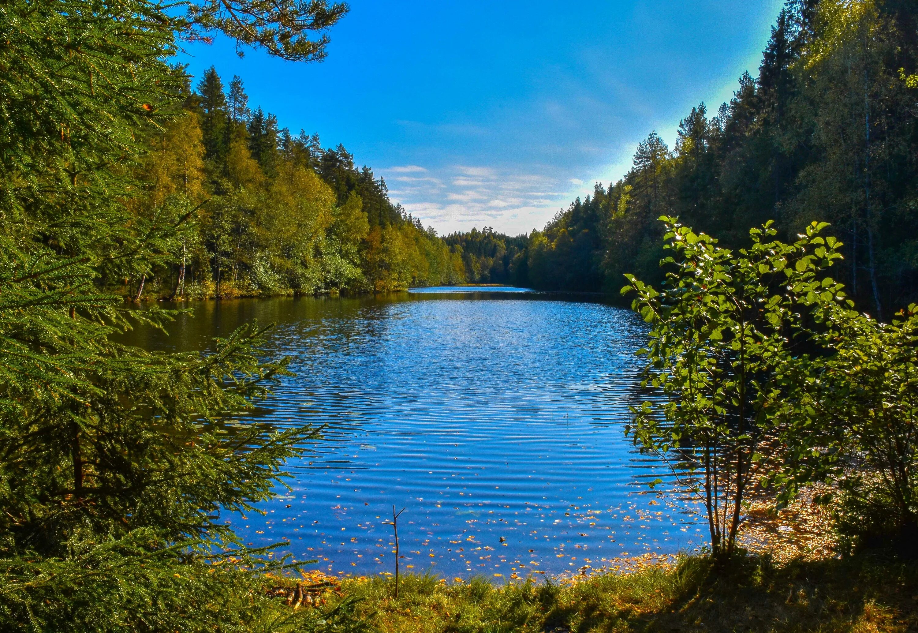 Лесное озеро ВЕРХНЕРУСКОЕ. Хадыженское Лесное озеро. Лесное озеро (Forest Lake). Лесное озеро Адыгея. Маленькое озерцо