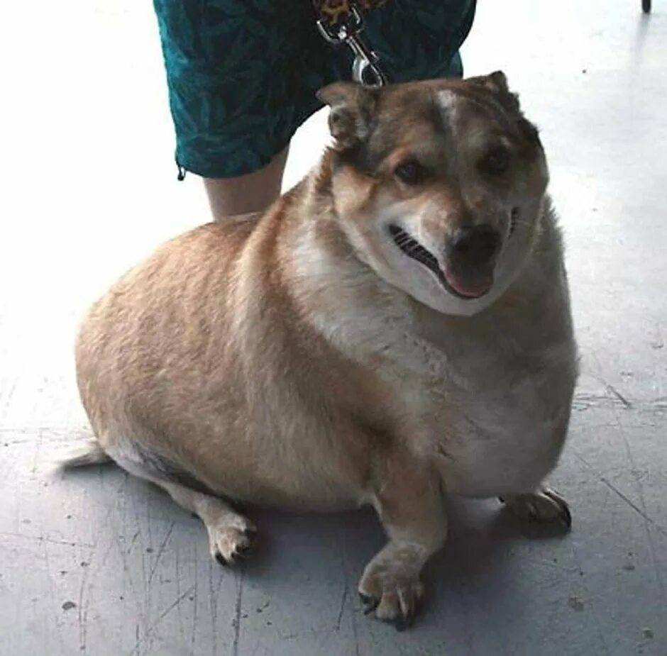 Толстая маленькая собака. Самые пухлые собаки.