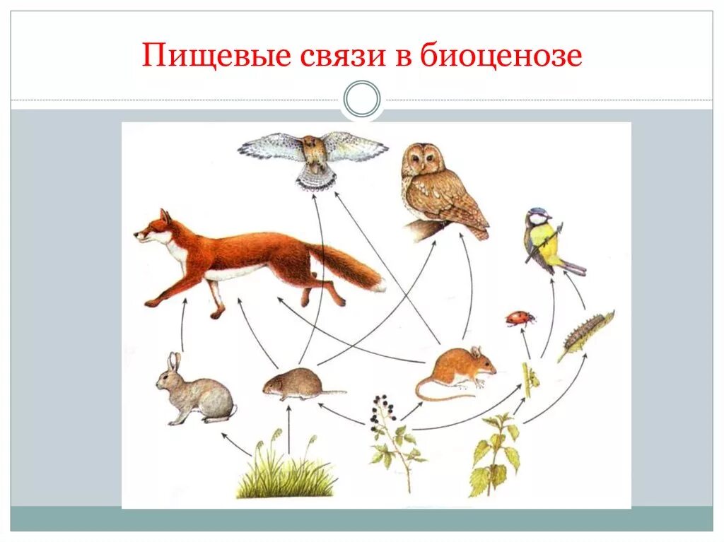 1 пищевые связи. Пищевые взаимосвязи в биоценозе. Пищевые взаимосвязи организмов в биоценозе. Пищевые связи это в биологии 7 класс. Цепь пищевых связей.