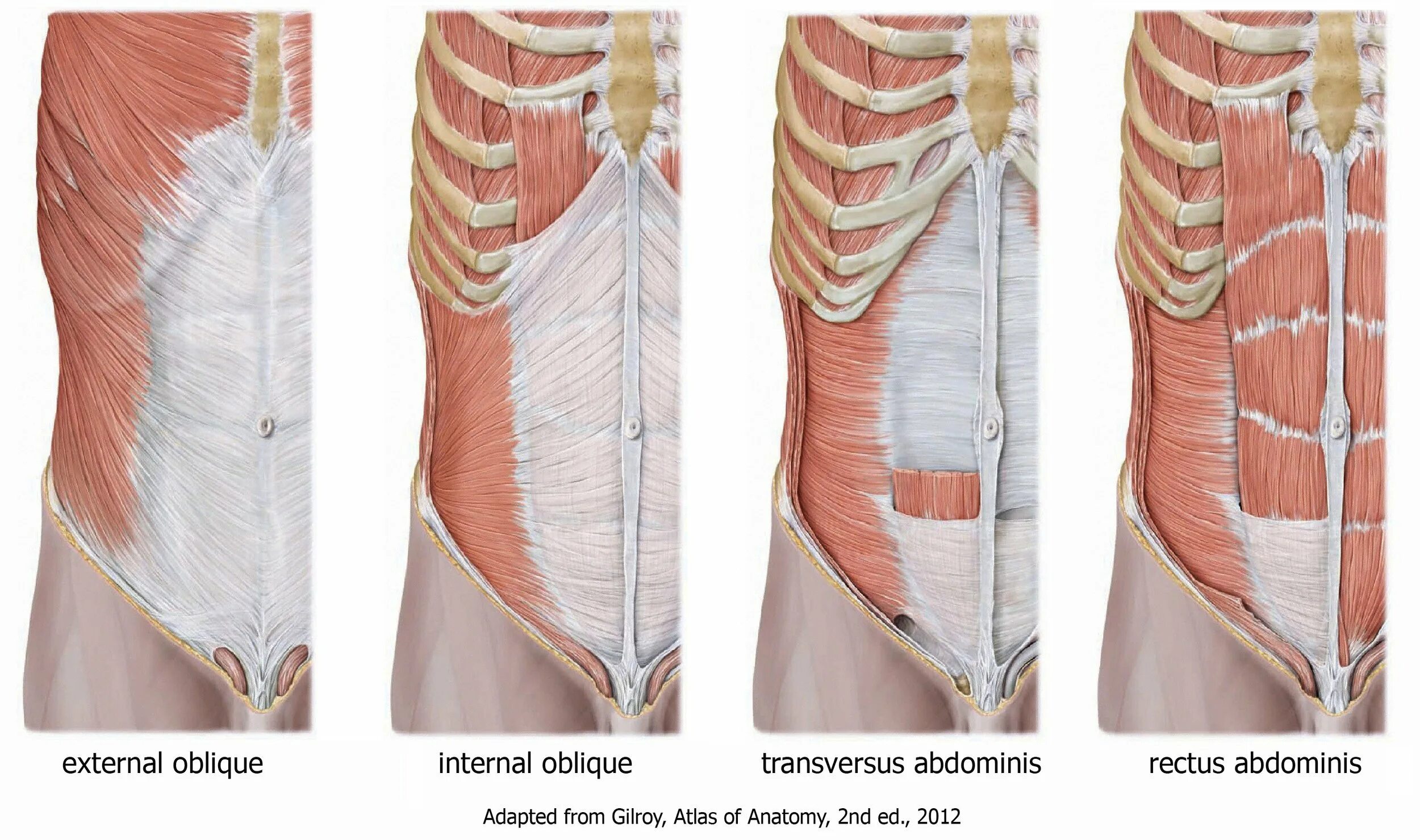 Поперечная мышца живота. Musculus transversus abdominis. Transversus abdominis анатомия. Transverse abdominis мышца. Ректус абдоминис мышца.