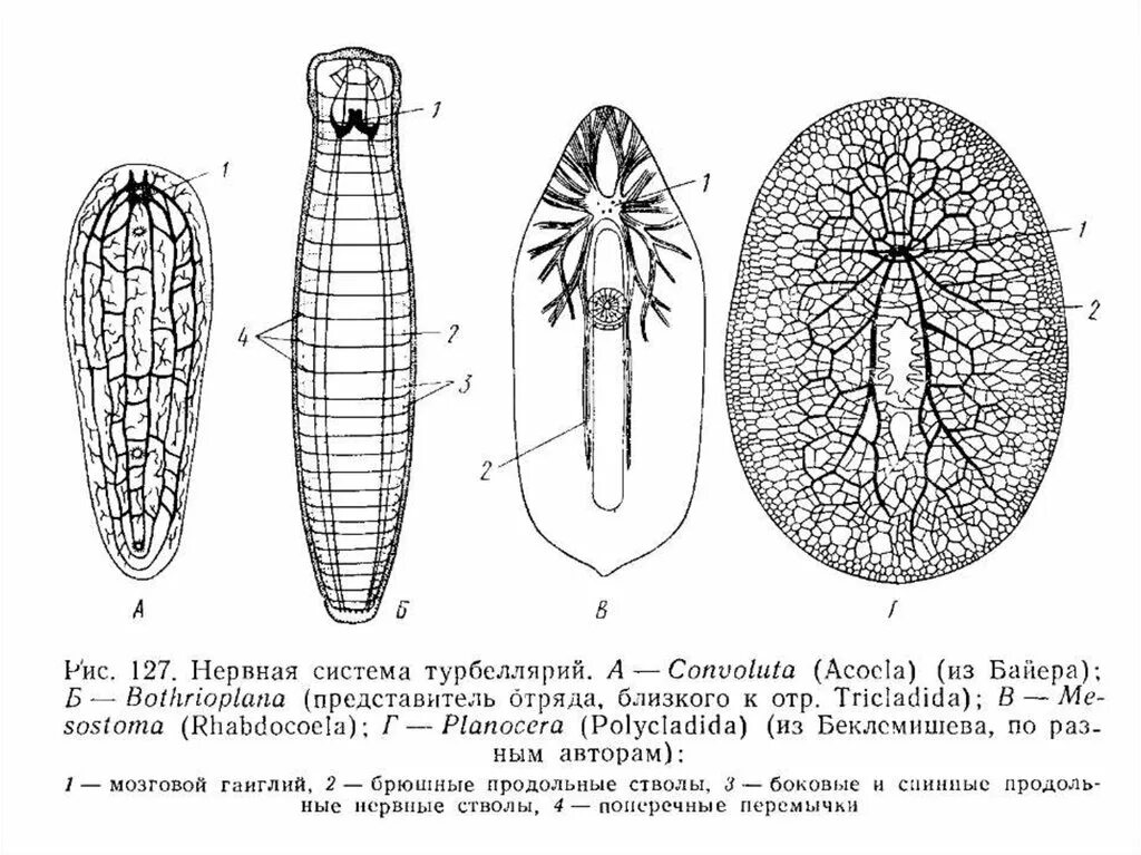 Система ресничных червей. Нервная система турбеллярий. Нервная система плоских ресничных червей. Класс Ресничные черви нервная система. Реснитчатые черви нервная система.