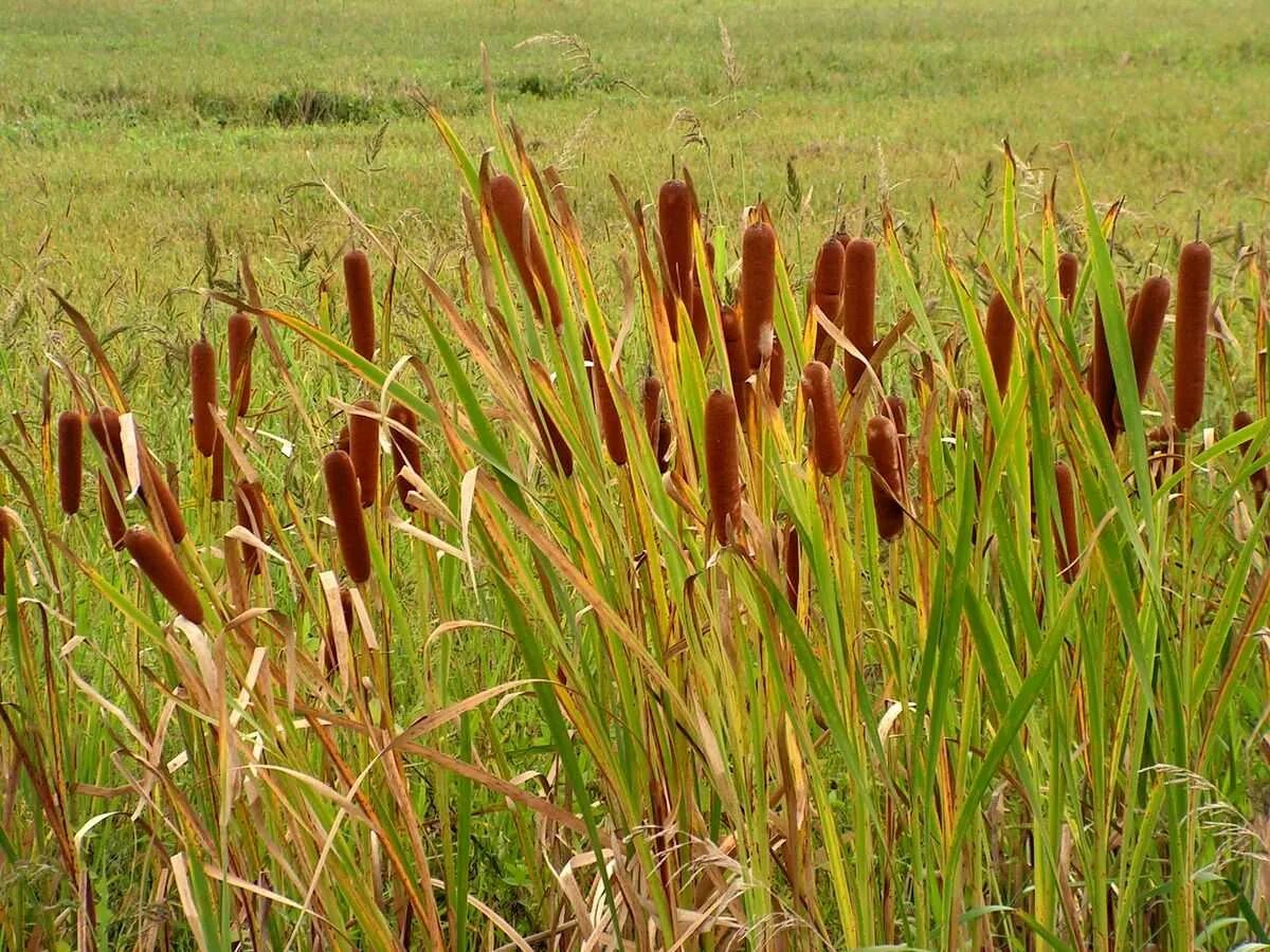 Камыш растение фото. Рогоз узколистный корневище. Рогоз широколистный (Typha latifolia). Камыш и рогоз. Рогоз широколистный и камыш.