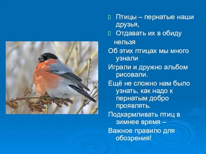 Птицы наши друзья презентация. Доклад птицы наши друзья. Наши пернатые друзья презентация.