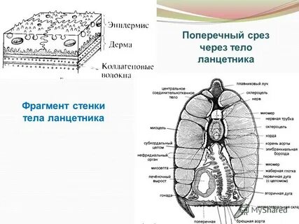 Каким номером на рисунке поперечного среза ланцетника