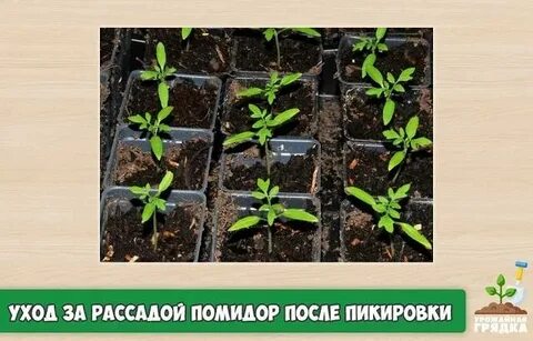 Уход за рассадой помидор