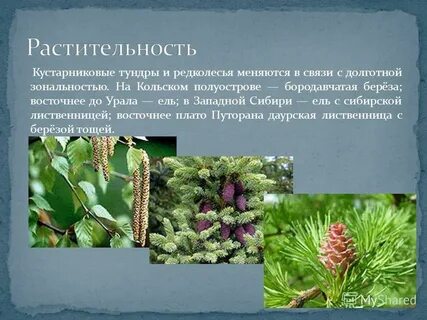 Растительный мир сибири