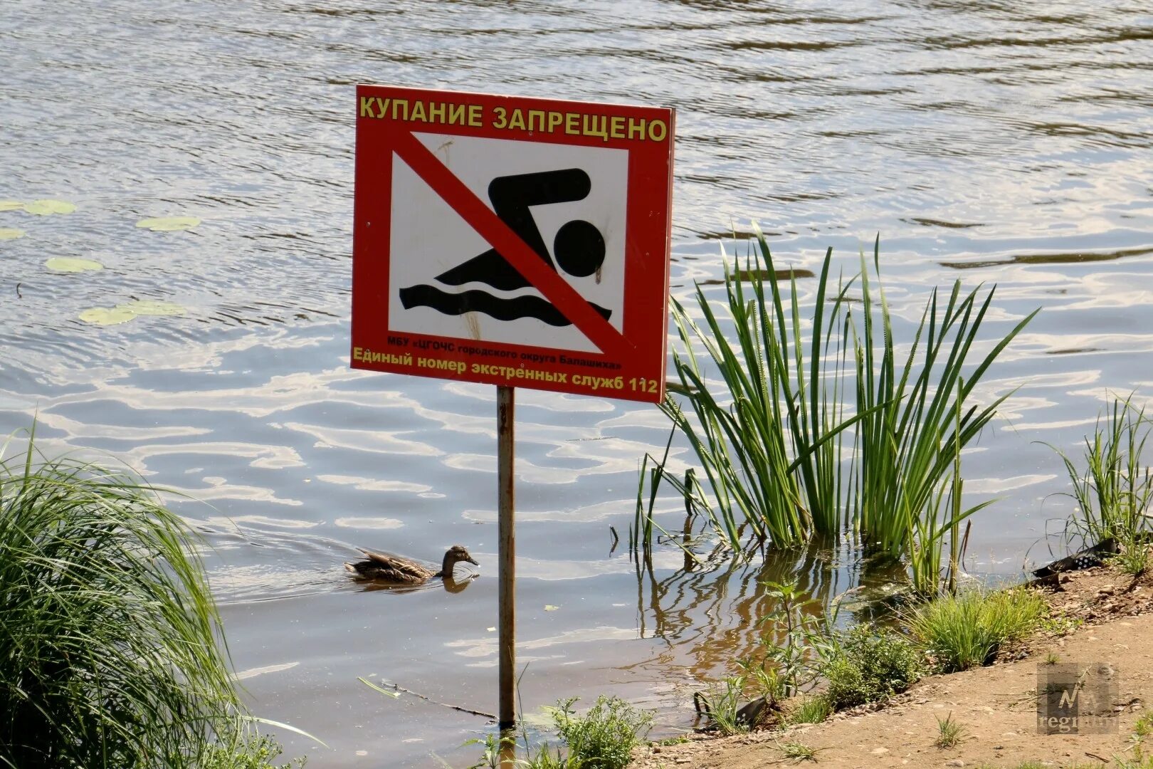 Купаться запрещено картинки. Купаться запрещено. Купание запрещено табличка. Знак «купаться запрещено». Запрещено купаться в водоемах.