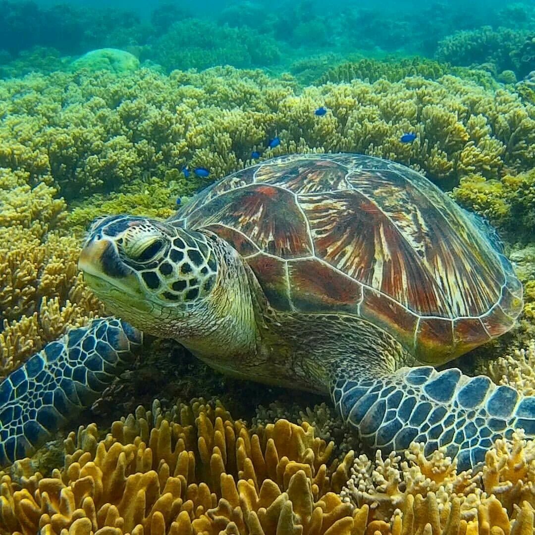 Морская черепаха и Черепашата. Черепаха логгерхед. Зеленая (суповая морская черепаха). Водоплавающая черепаха морская.