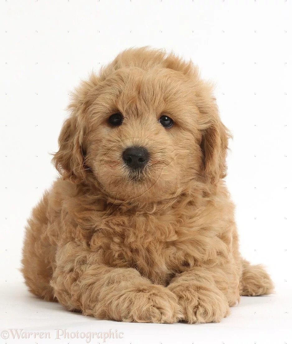 Goldendoodle puppies. Порода голдендудль. Best dog food for goldendoodles. Best dog food for goldendoodles. Голден дудл.