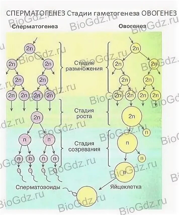 Стадии гаметогенеза. Стадия роста гаметогенеза. Гаметогенез у человека. Гаметогенез схема. Тест по теме гаметогенез