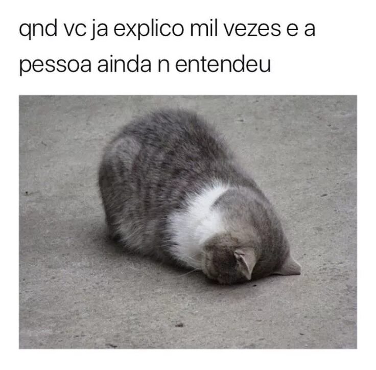 Look he is too tired to continue. Tired meme. Tired Cat meme. Im tired meme. Фото im tired.