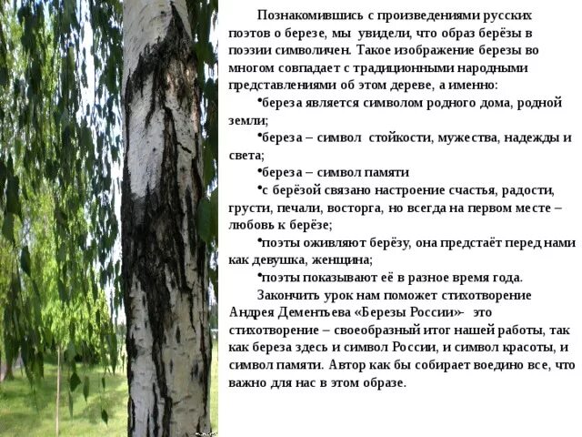 Когда закончится береза. Когда закончится береза