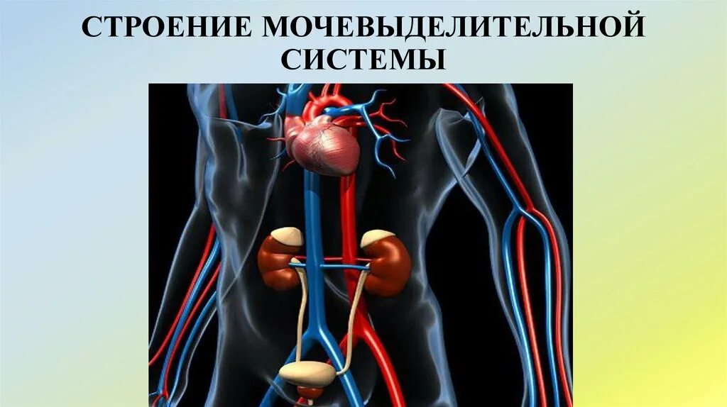 Основной орган мочевыделительной системы человека. Мочевыделительная система строение анатомия. Структура выделительной системы человека. Строение мочевыделительной системы анатомия. Мочевыделительная системв.