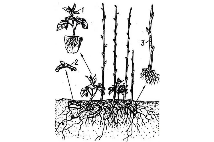 Как правильно посадить ремонтантную малину. Посадкаремонтанмалинывесной. Корневые отпрыски малины. Посадка ремонтантной малины. Посадка малины ремонтантной осенью.