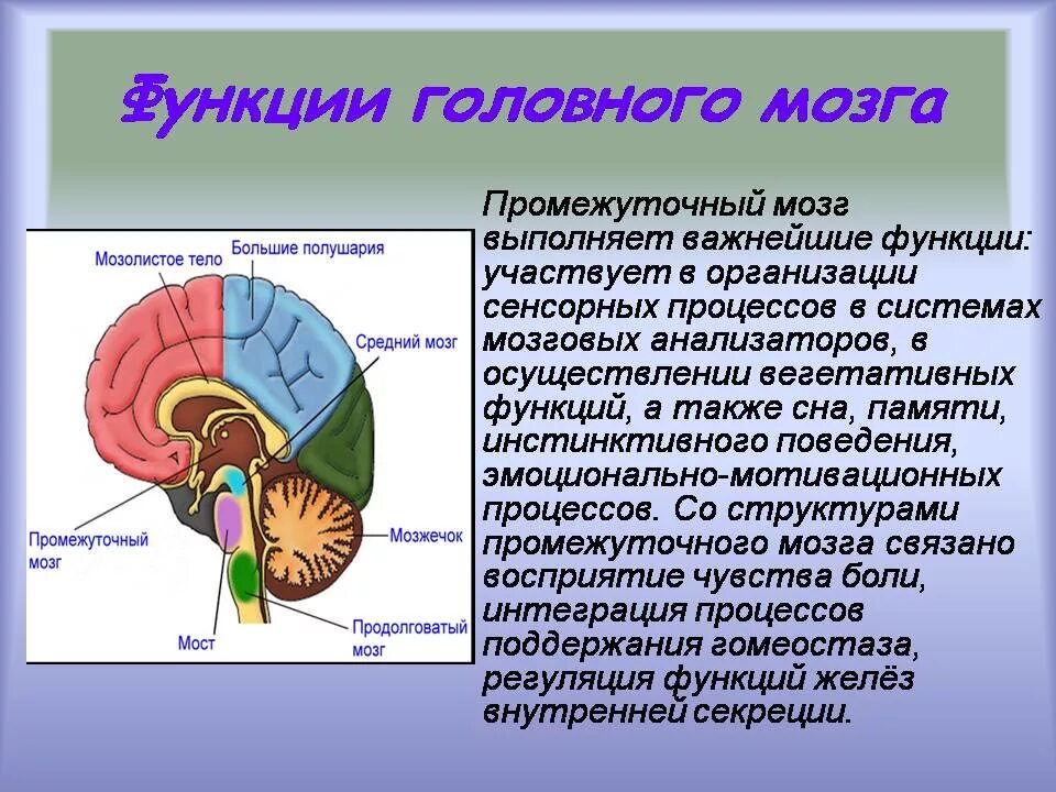 Отделы головного мозга и их функции. Промежуточный мозг анатомия функции. Функции головного мозга. Функции голового мозга»:.
