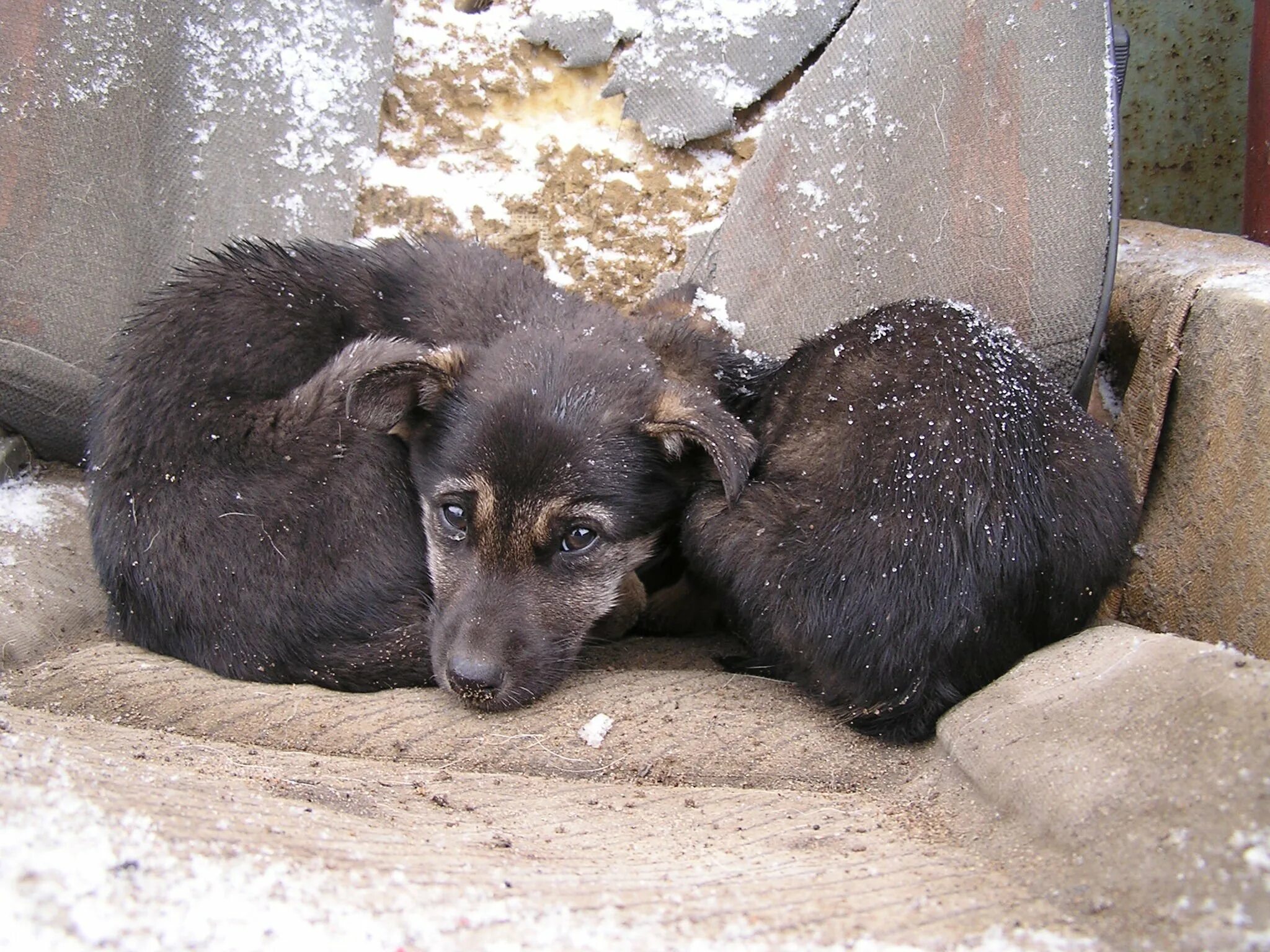 В добрые руки бездомных