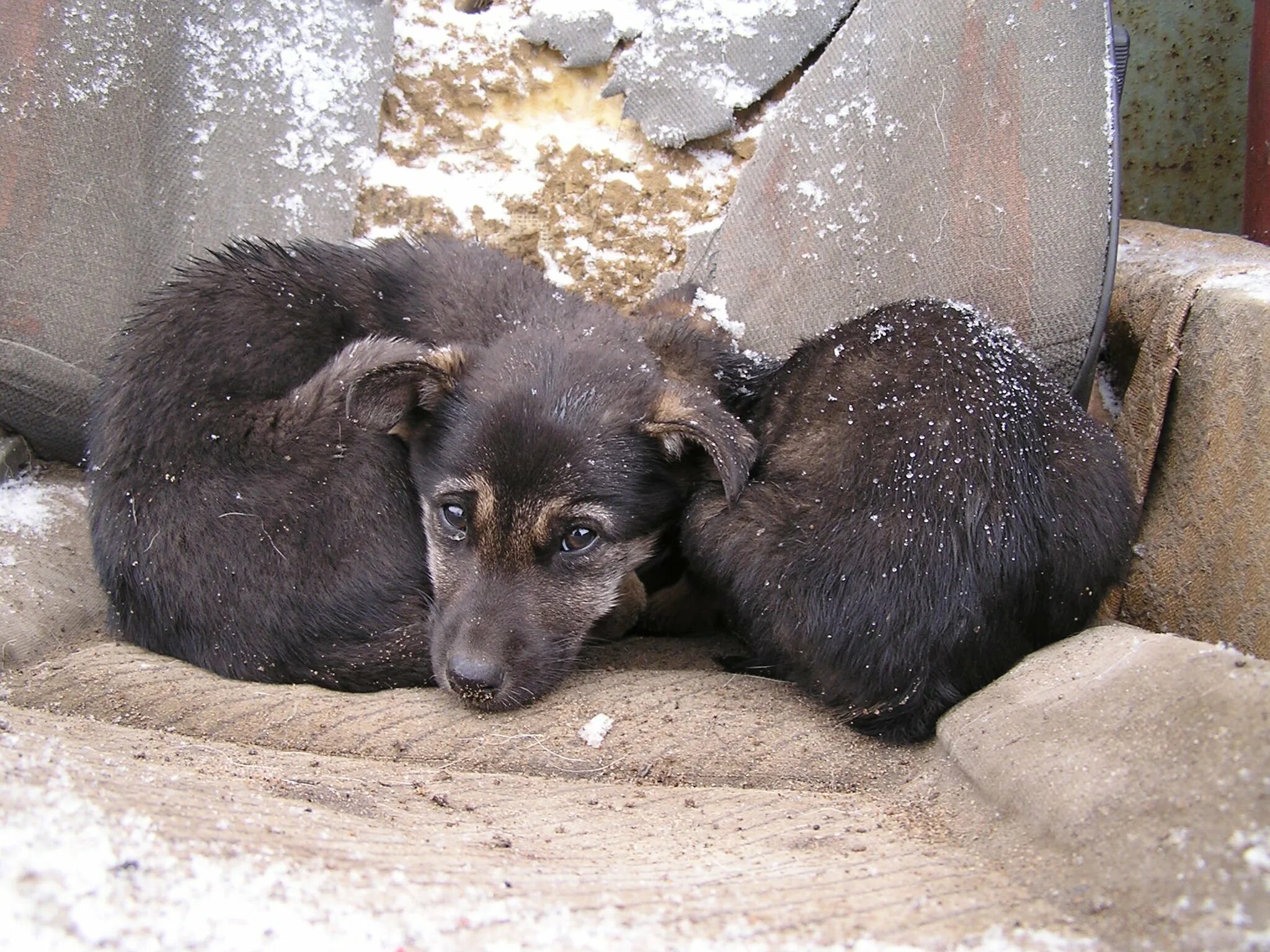 Бездомные животные старый оскол. Бездомные животные. Брошенные животные. Бездомный щенок. Бродячие собаки.