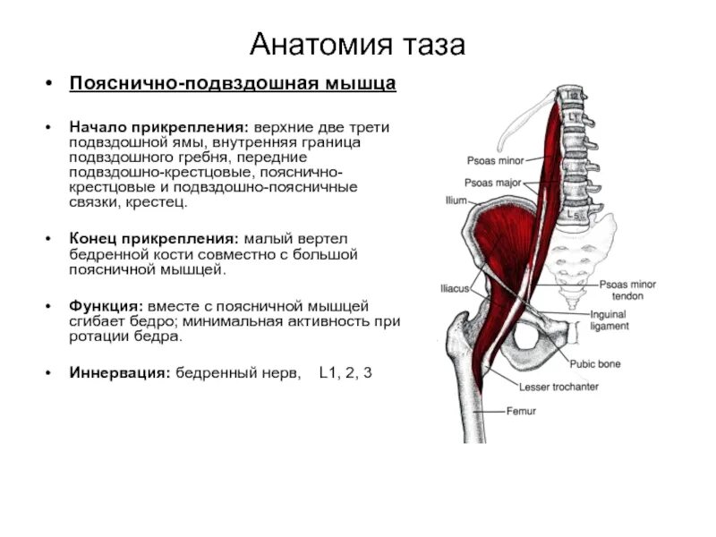 Подвздошно поясничная мышца прикрепление. Функция подвздошно поясничной мышцы функция. Подвздошно-поясничная мышца крепление. Подвздошно-поясничная мышца кровоснабжение. Подвздошная мышца iliacus.