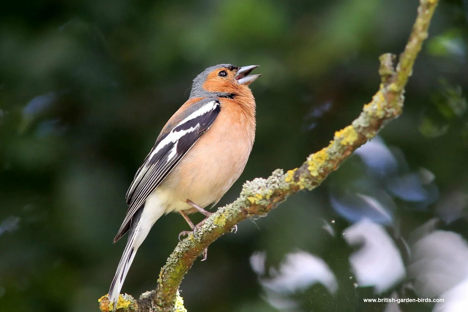 Chaffinch. Птицы Эстонии. Национальная птица Эстонии рисовать.