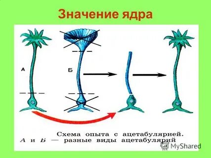 Значение ядра