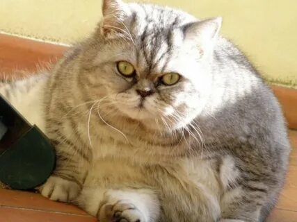 Толстенький котенок