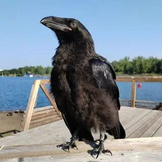 Ворон красноярск