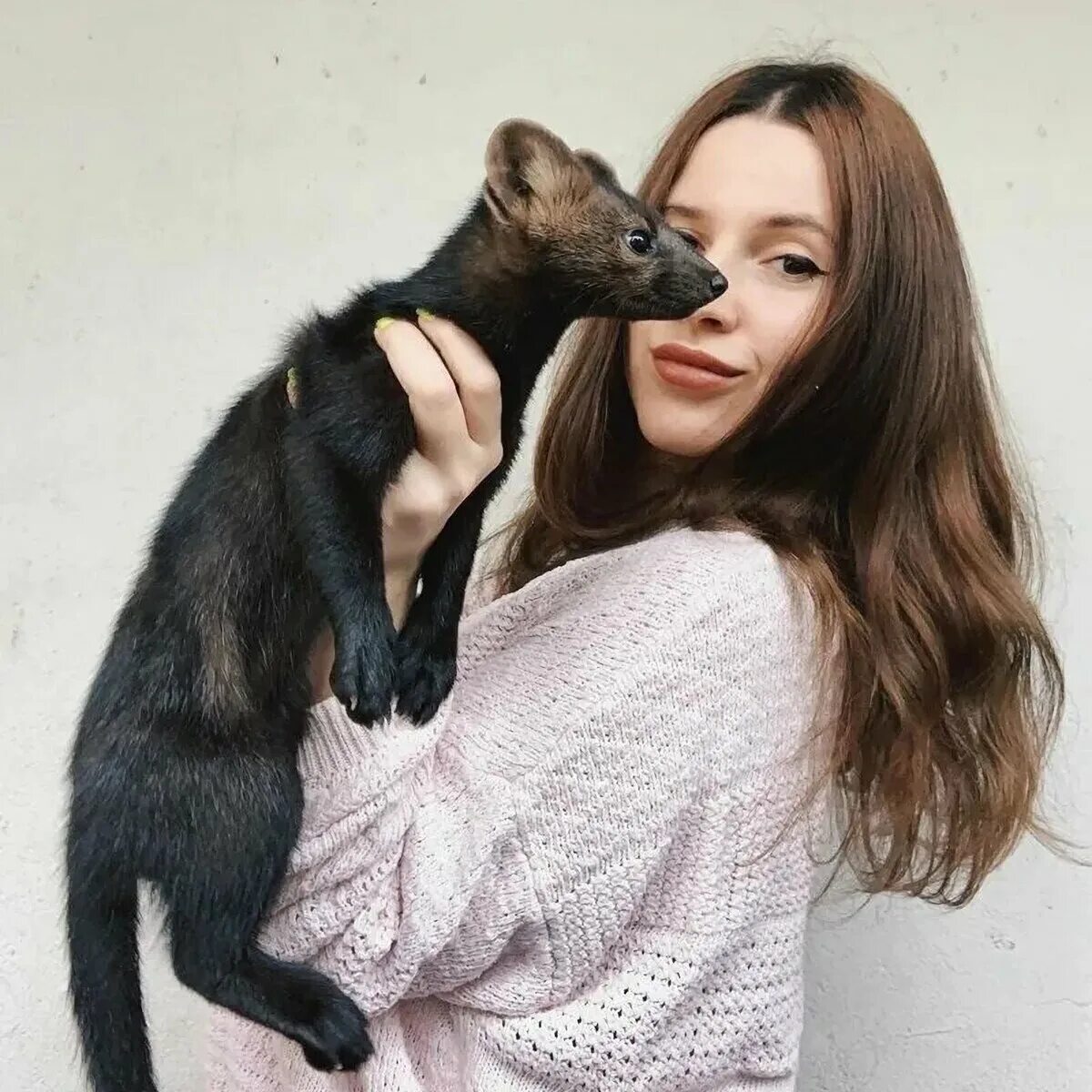 Животные соболь. Соболь ручной домашний. Баргузинский соболь. Соболь баргузин зверек. Соболь животное.